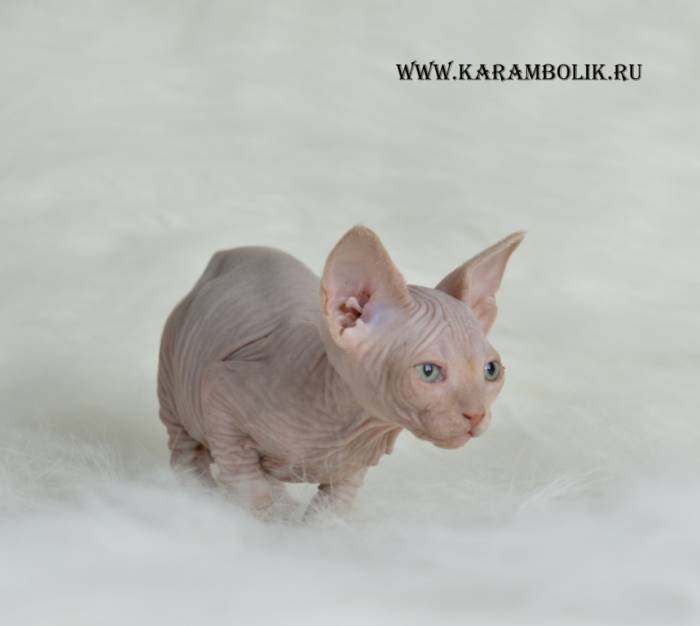 Канадский сфинкс питомник, фотография 7