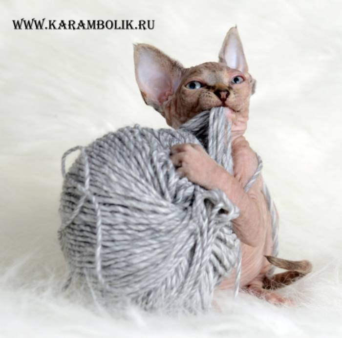 Канадский сфинкс питомник, фотография 8