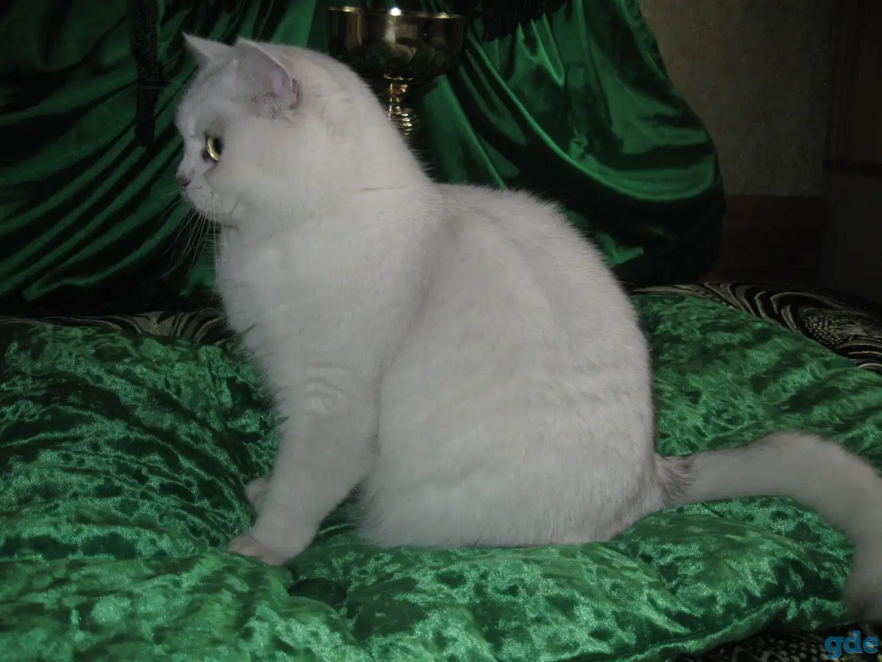Британские котята, фотография 3