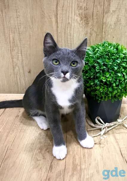 Котенок ищет дом, фотография 1