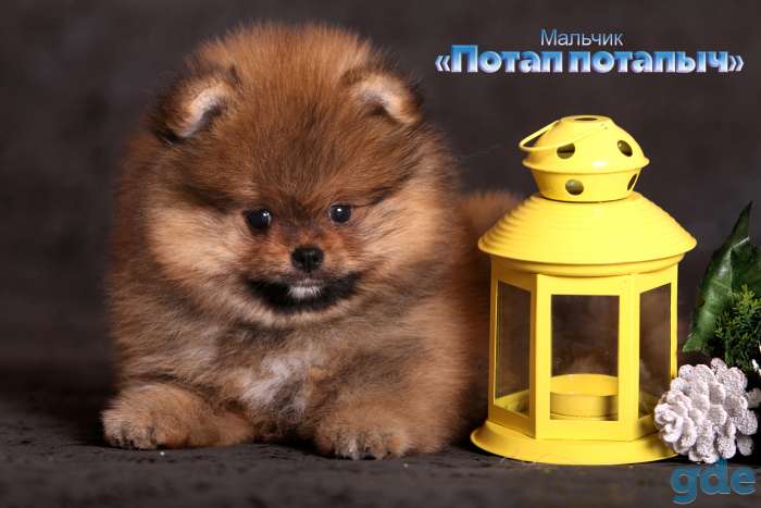 померанский шпиц щенки, фотография 6
