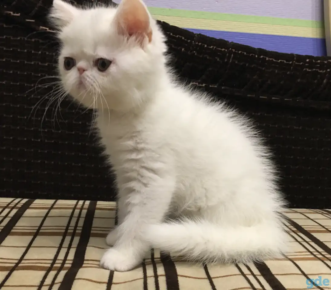 Белый экзотический котенок, фотография 2
