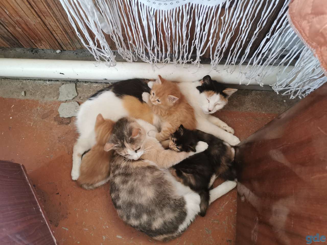 Котята в хорошие руки, фотография 10