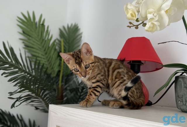 Бенгальская кошка, фотография 10