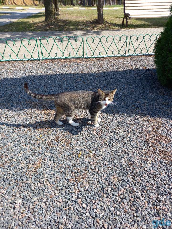 кот-потеряшка, фотография 1