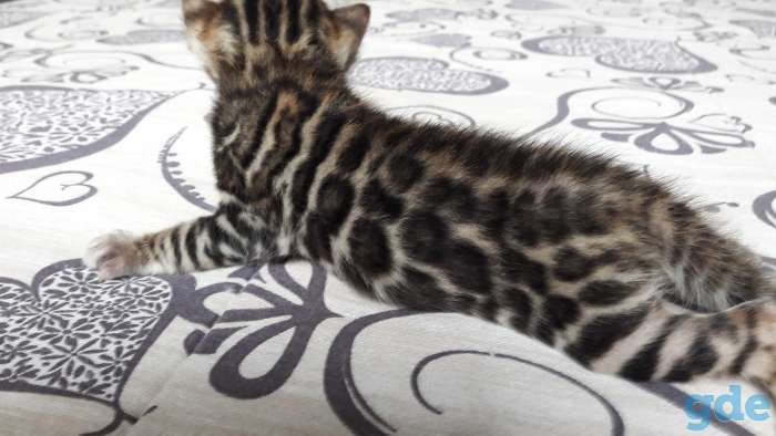 Бенгальские котята, фотография 6