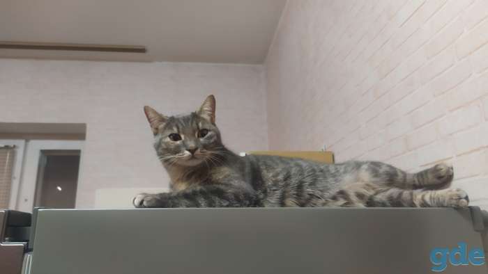 Кошка кот, фотография 2