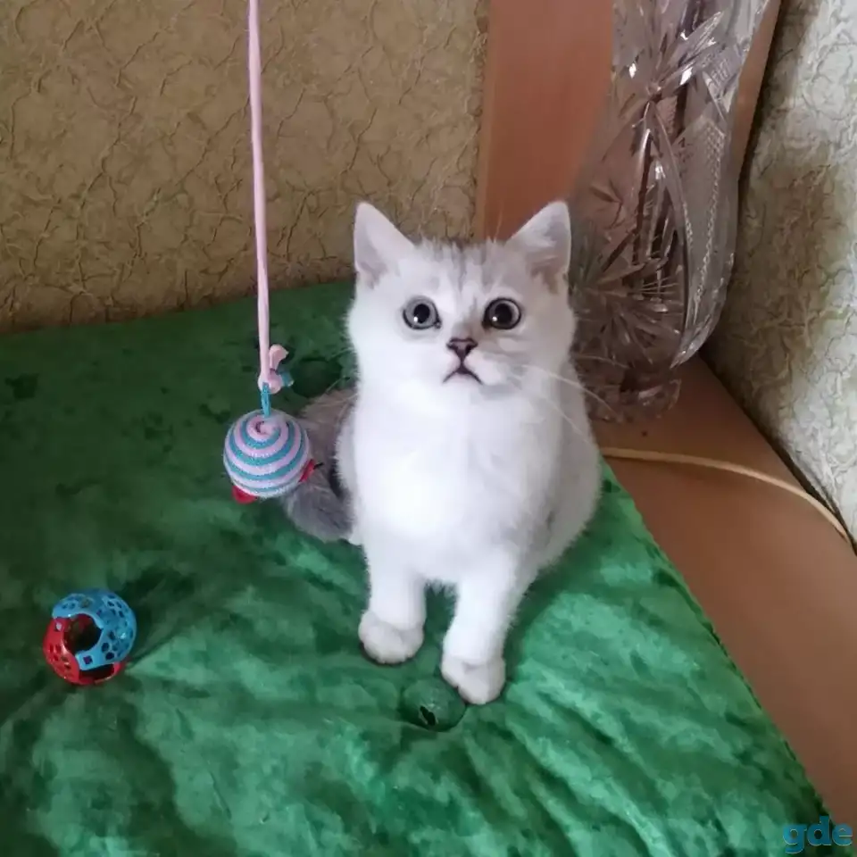 Котята британские, фотография 1