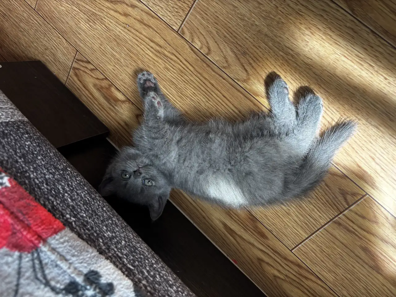 Котята шотландские, фотография 12