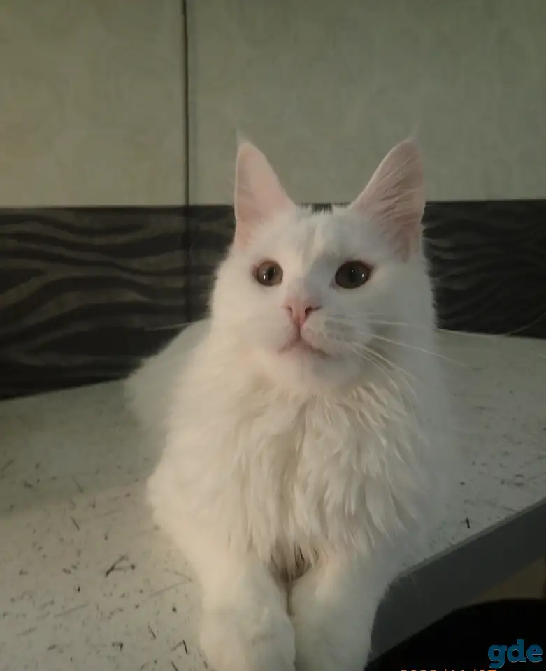 Мейн Кун, фотография 2