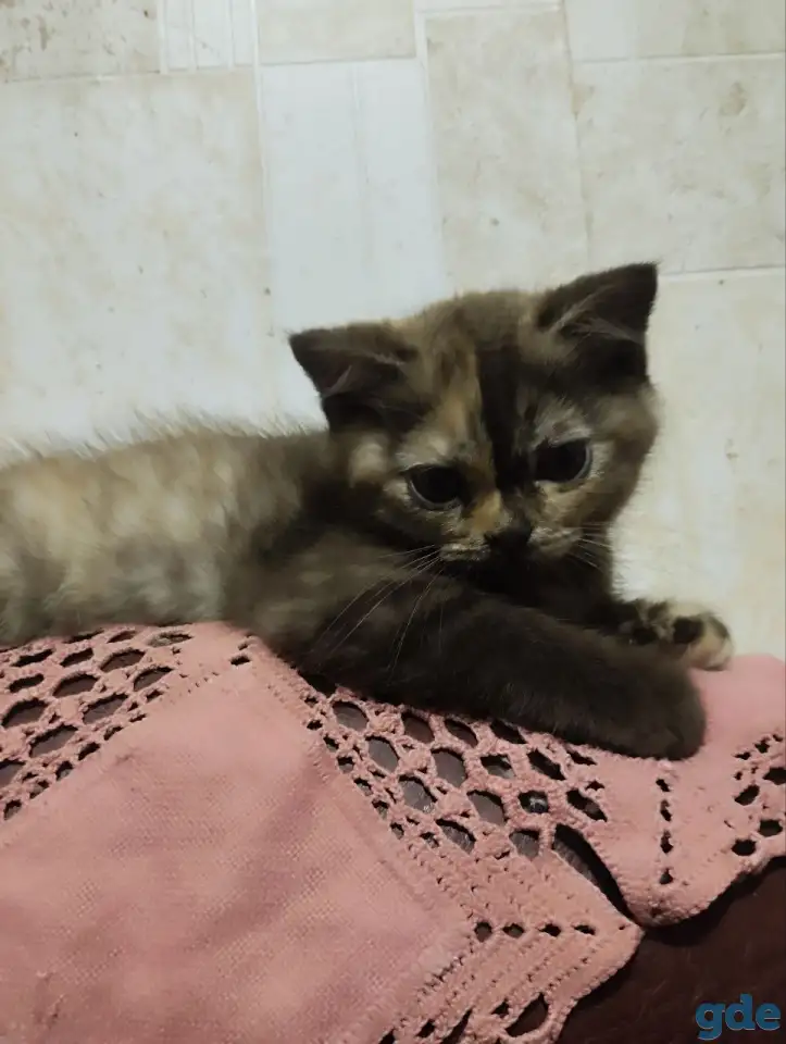Скоттиш-страйт котята, фотография 8