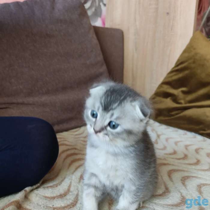 Шотландские котята, фотография 8