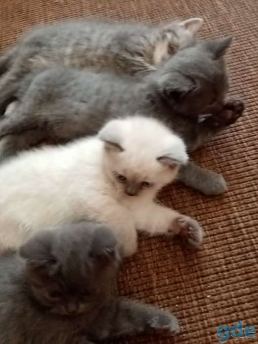 Шотландские котята, фотография 4