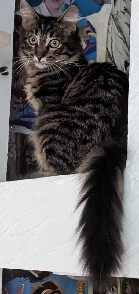 котенок, фотография 5