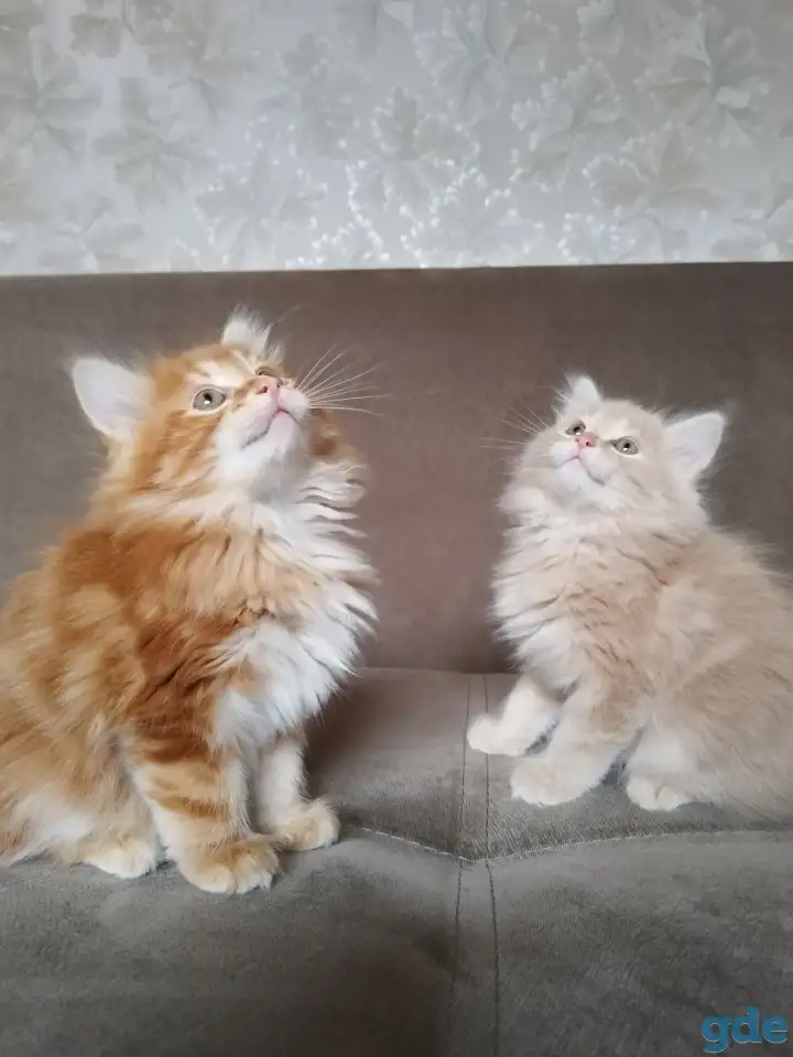 Курильский бобтейл, фотография 10