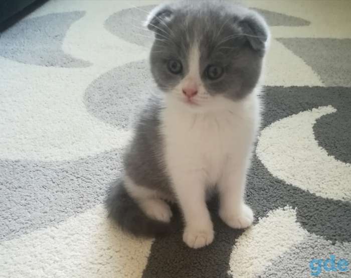 Котятки, фотография 1