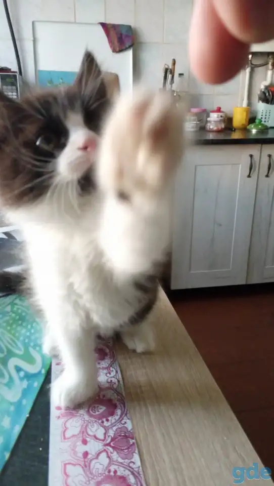 Котята, фотография 1