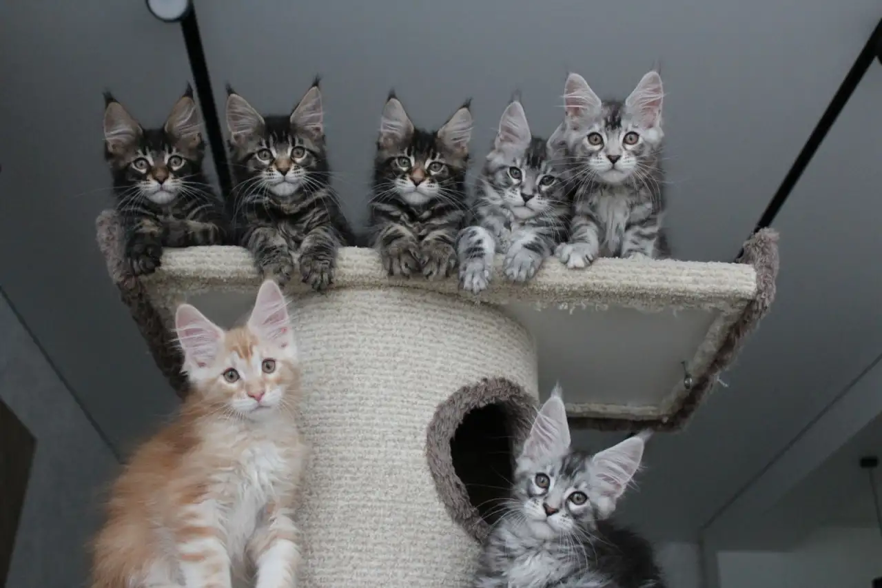Котята мейн кун!, фотография 2