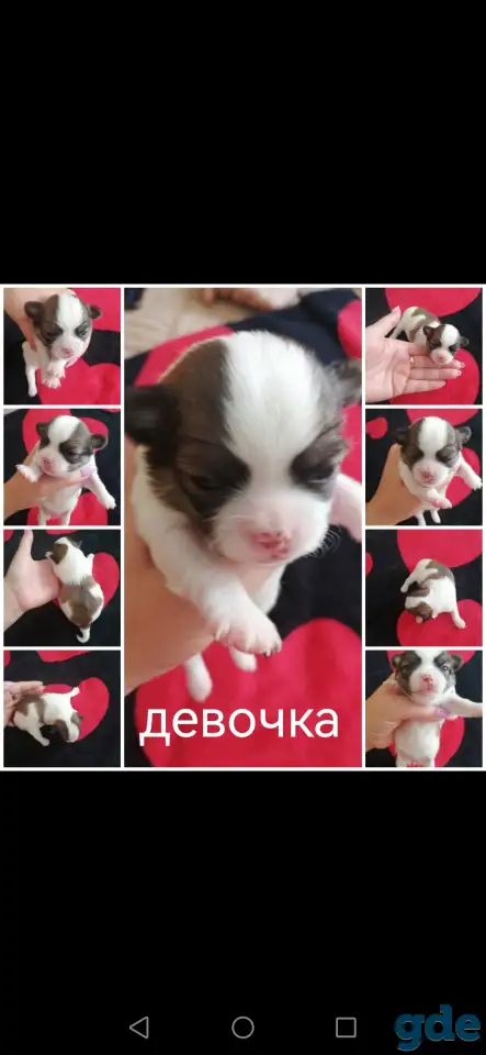 Щенки чихуахуа, фотография 8