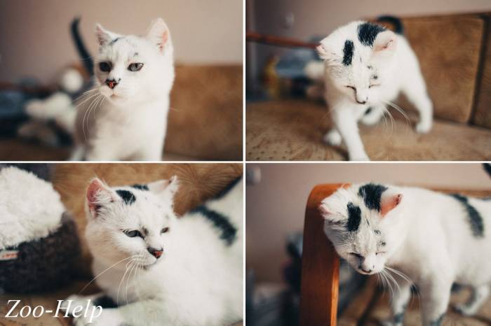 Эдита - душевная кошка для человека с большим сердцем!, фотография 1