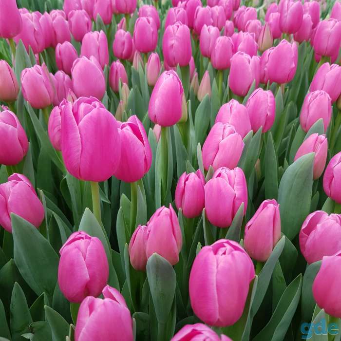 Тюльпаны к 8 марта!, фотография 14
