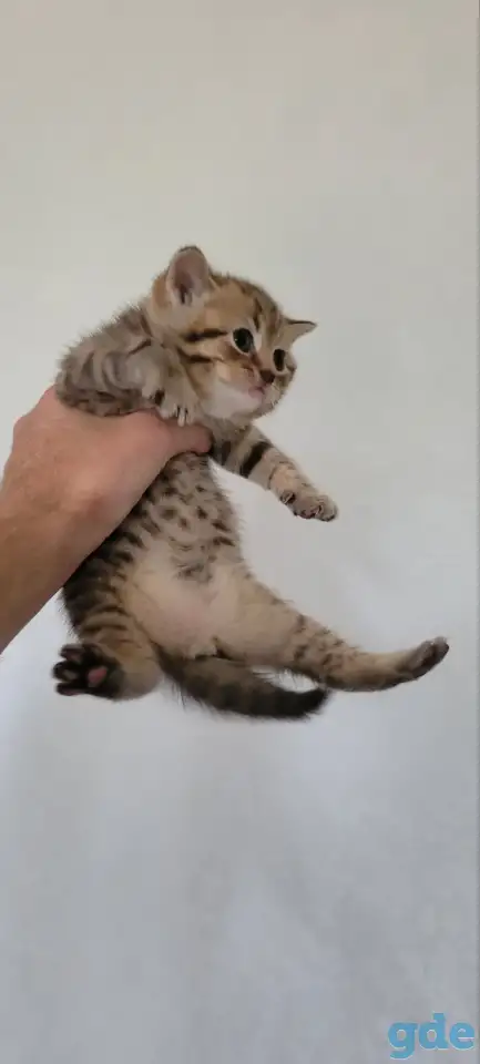 Шотландский прямоухий котенок, фотография 2