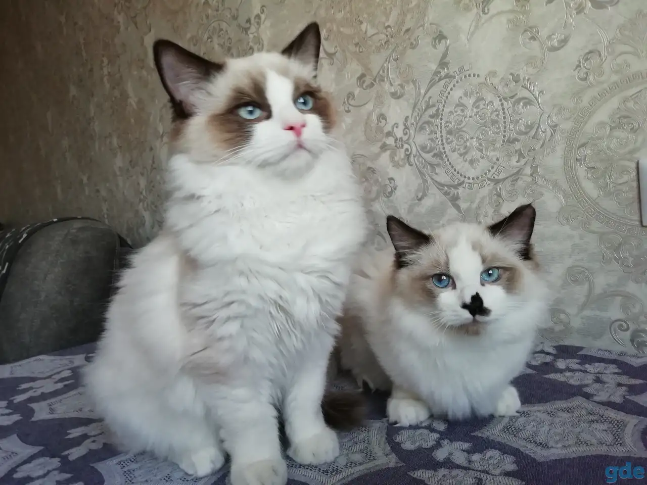 Котёнок Рэгдолл в любящую семью, фотография 1