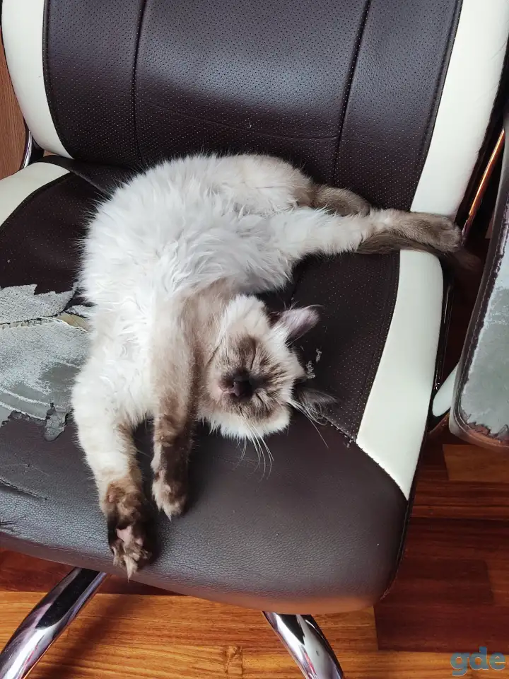 Тайский котёнок, срочно! 3 месяца в хорошие руки, фотография 3