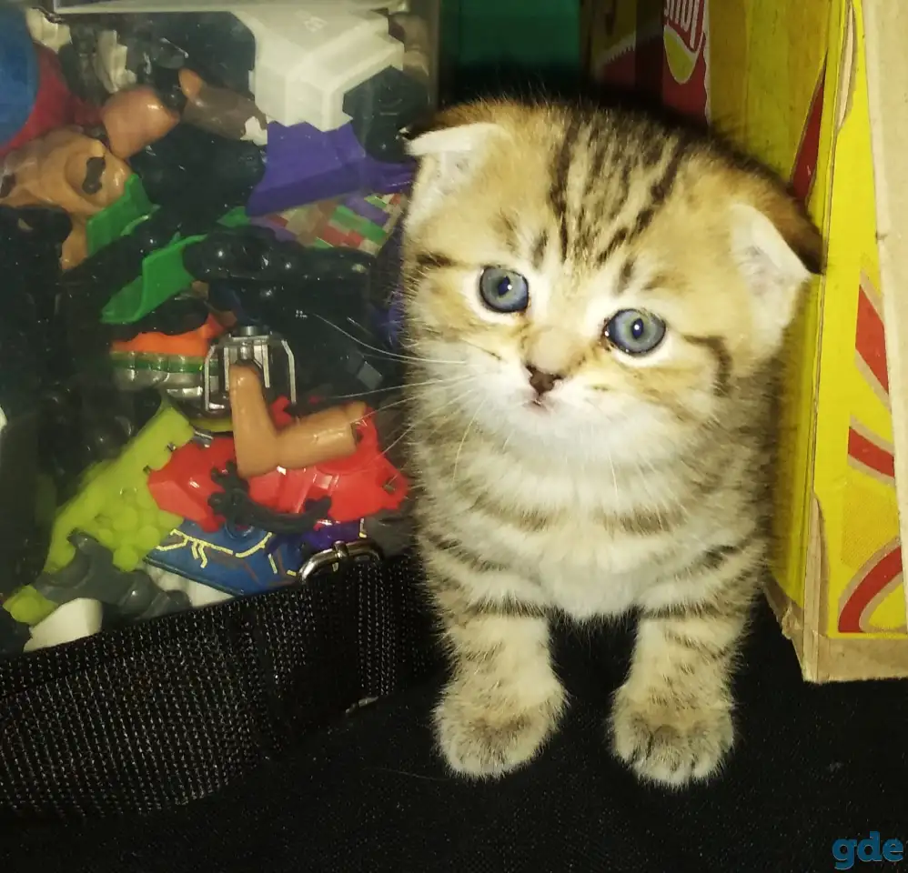 Продам шотландских котят, фотография 2