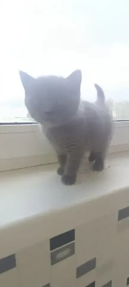 Котята британцы, фотография 4
