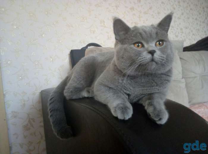 Британские котята, фотография 2