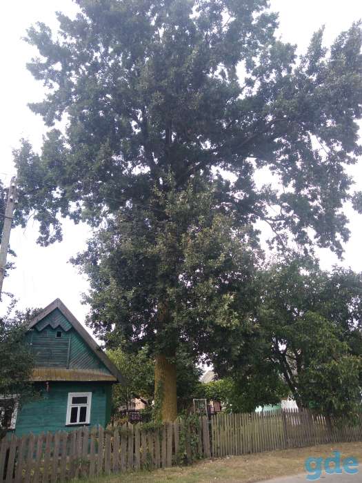 Дуб, фотография 2