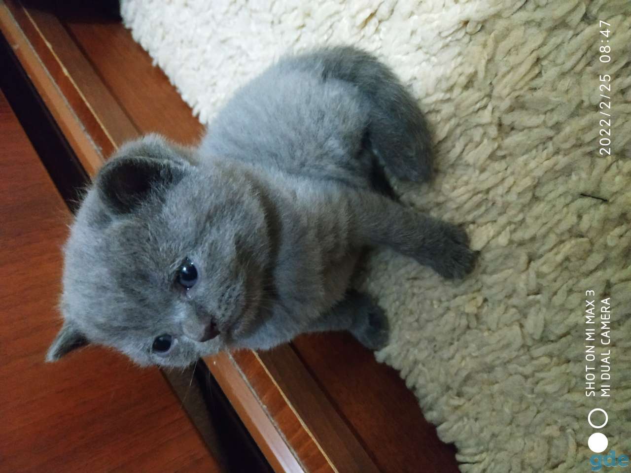 Шотландские котята, фотография 3