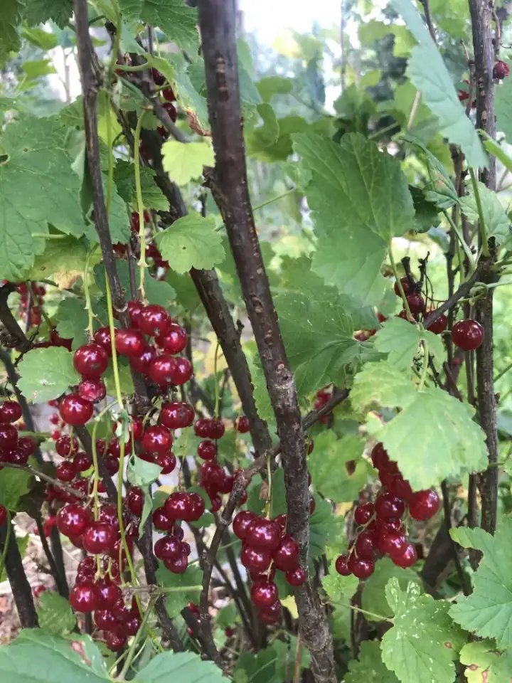 Продам земельный участок, Жемчужненский с/с, Барановичский р-н, Брестская обл. Ж/д Полонка, фотография 4