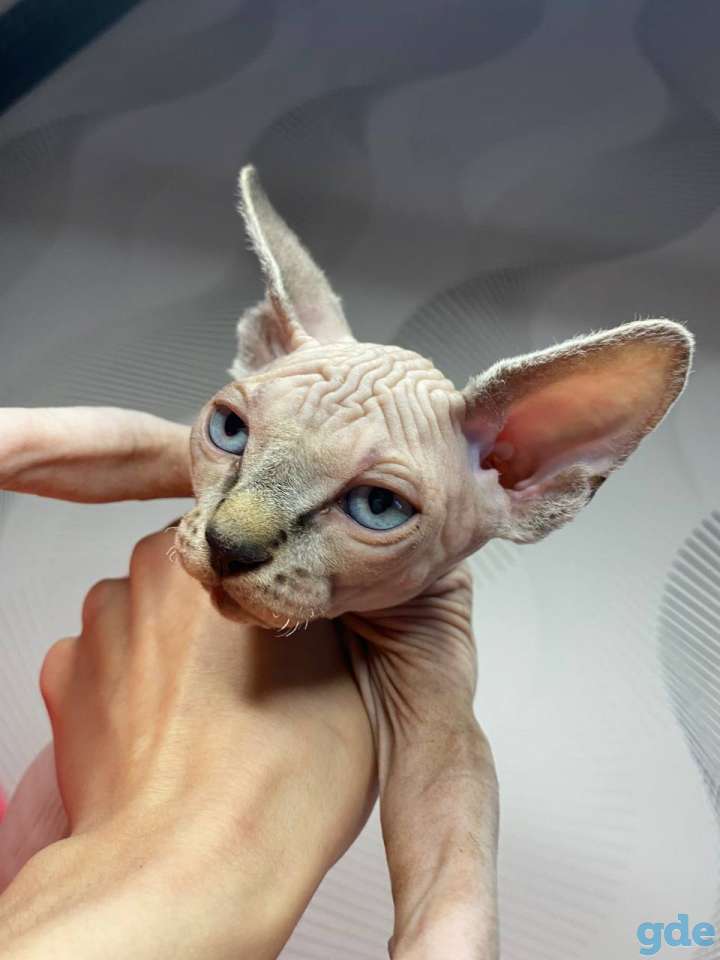 Канадский сфинск котята, фотография 4