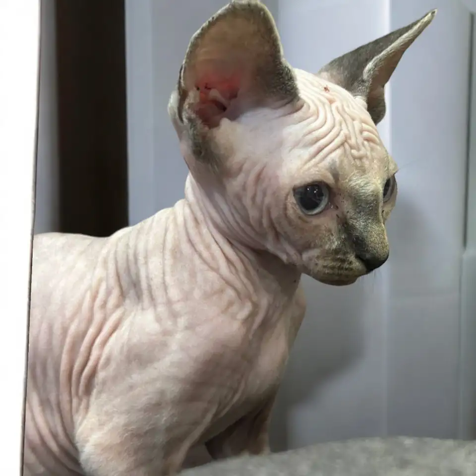 Канадский сфинкс котята, фотография 1