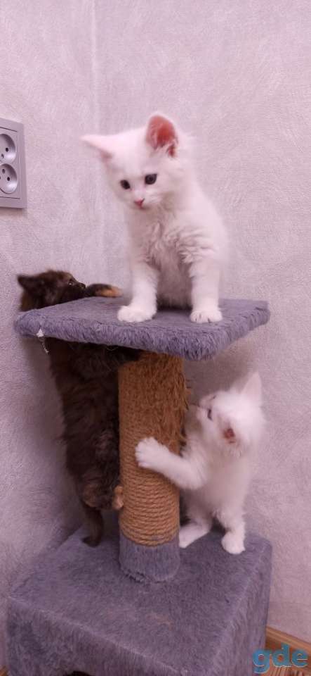Готовы к продаже котята породы мейн-кун, фотография 5