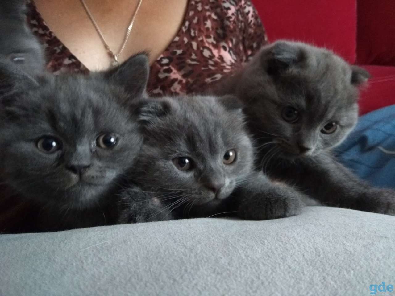 Кошки, фотография 1