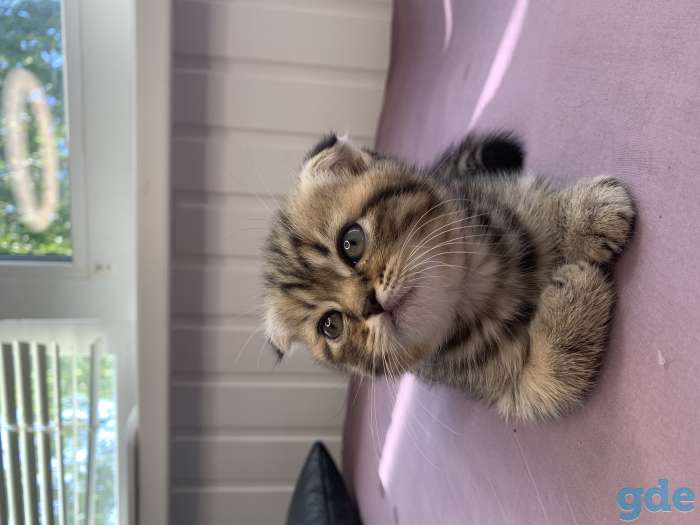 Шотландские котята, фотография 3