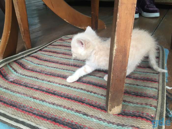 Котята ищут дом, фотография 4