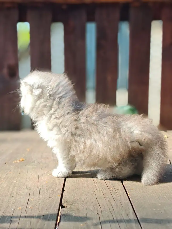 Продажа шотландского котёнка, фотография 4