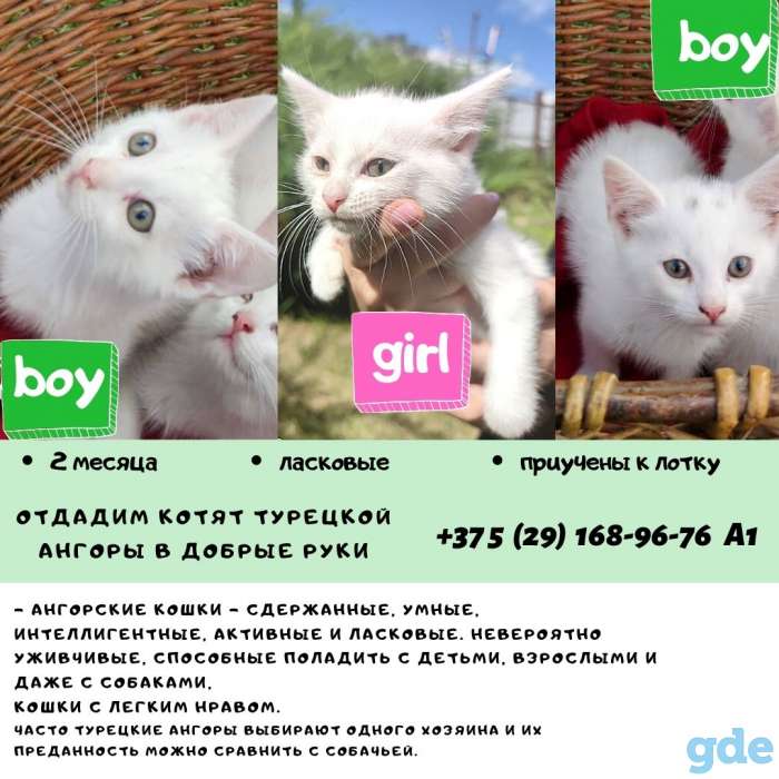 Котята турецкой ангоры ищут дом, фотография 2