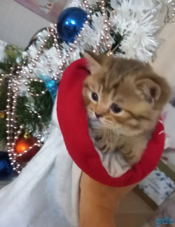 Шотландские котята, фотография 1