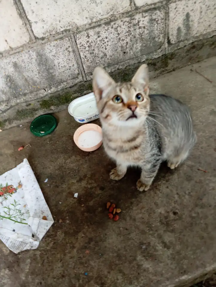 Котенок в дар, фотография 3