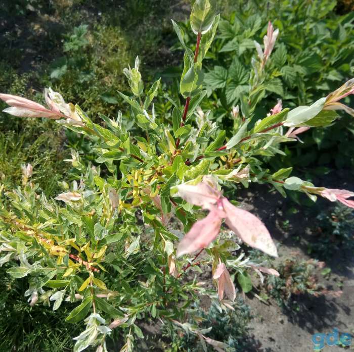 Продам туя, можевельник, кипарисовик, декоративные кусты., фотография 2