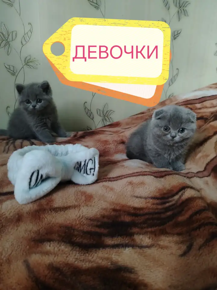 Продаю шотландских вислоухих и прямоухих котят, фотография 1
