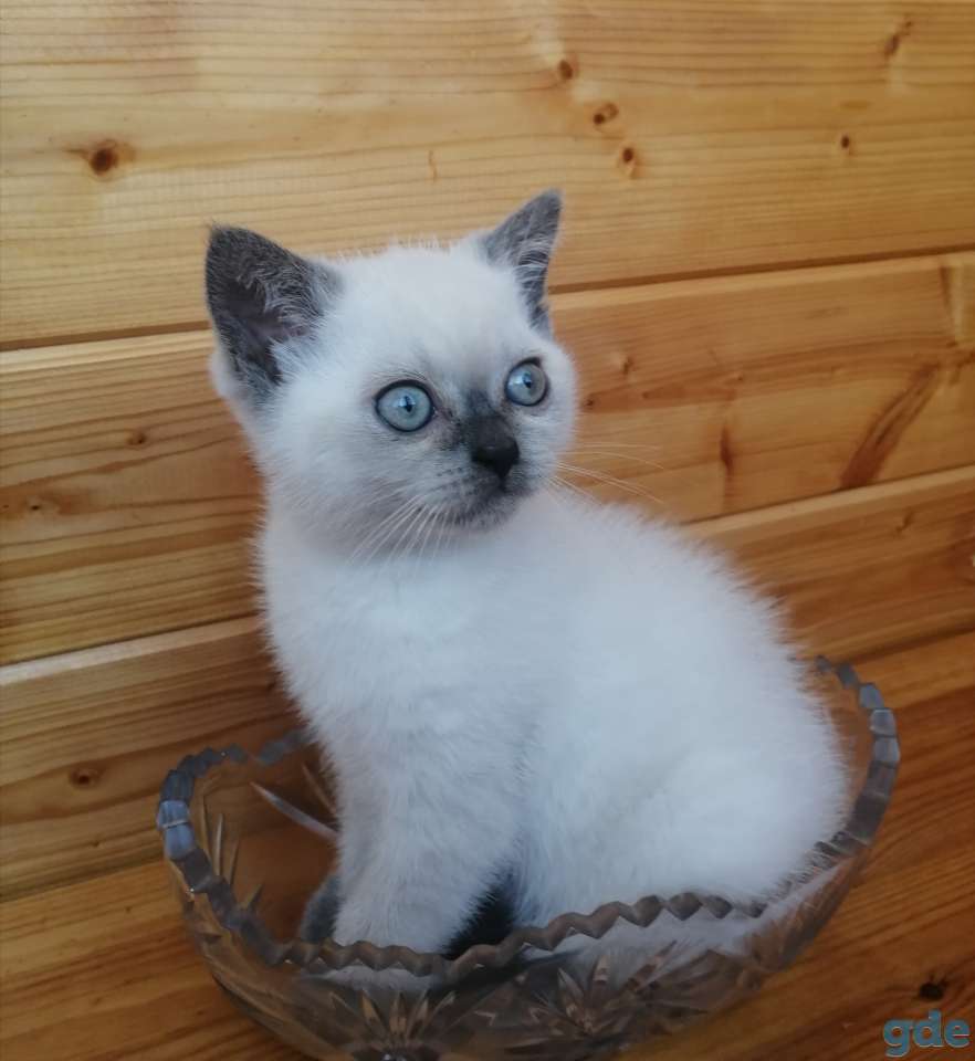 Продаётся британский котёнок., фотография 3