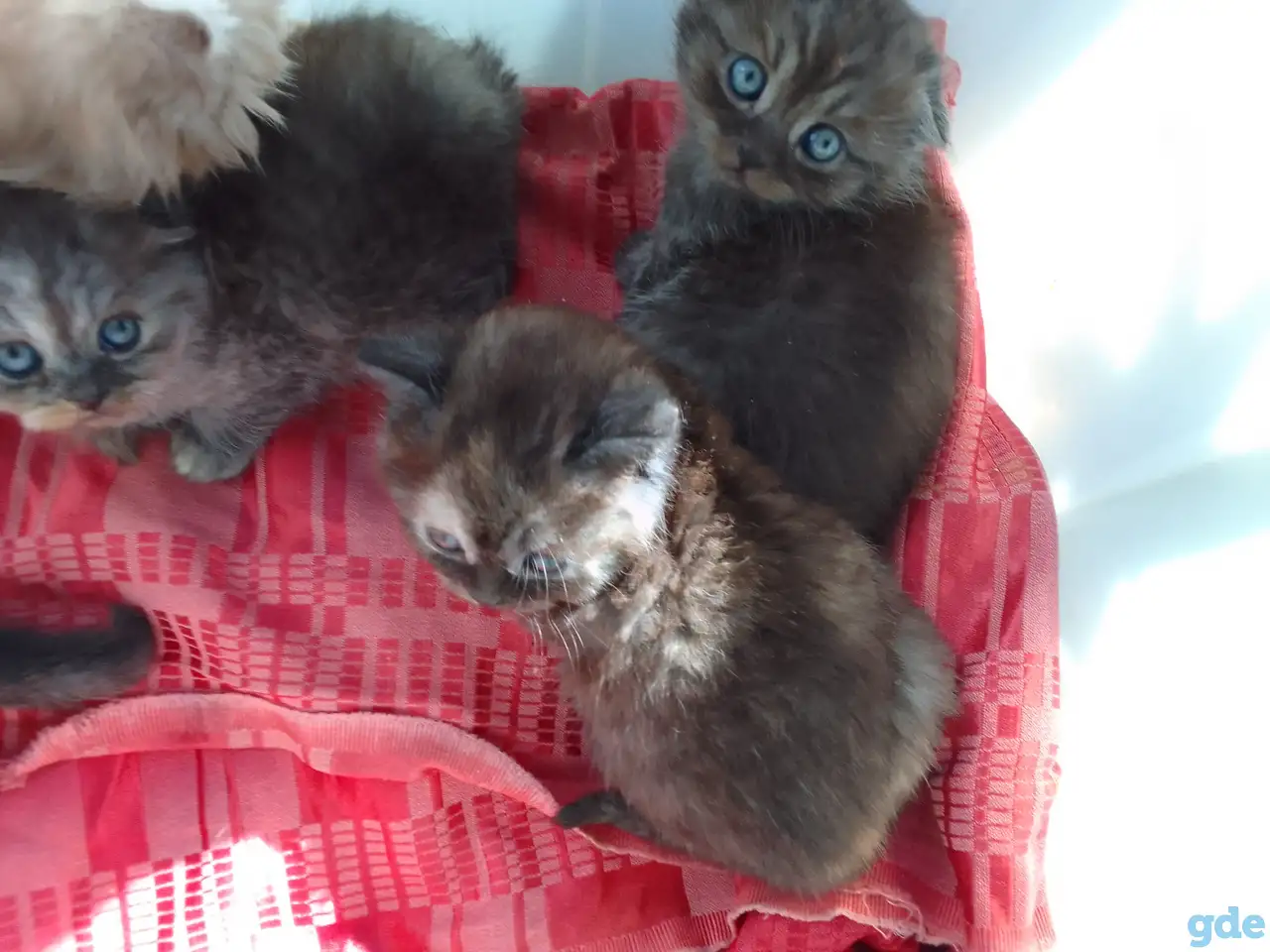 Шотландские котята, фотография 2