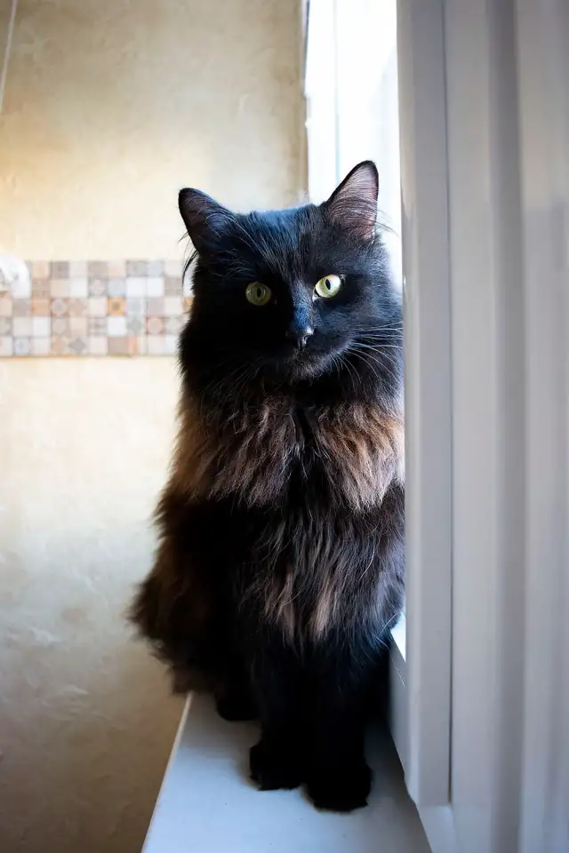 Теодор-кот, кастрирован., фотография 4