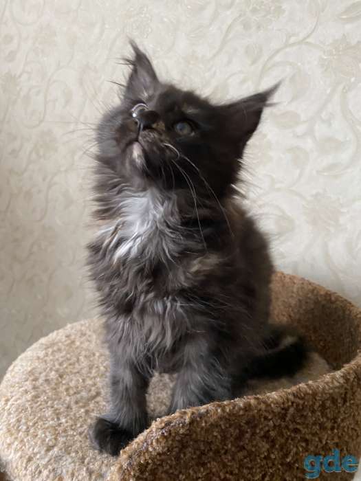 Котята мейн-куны, фотография 5